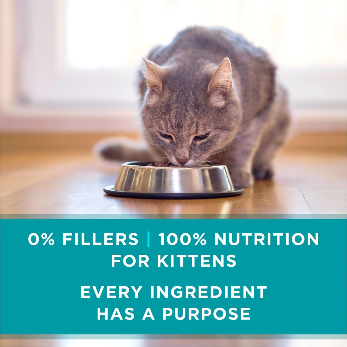 Purina ONE Grain Free Natural Pate Healthy Kitten Chicken and Salmon Recipe Wet Kitten Food