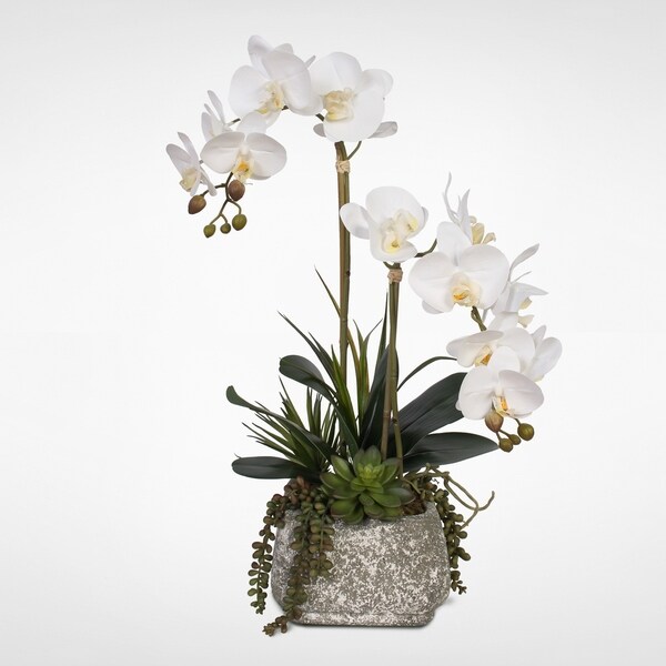 Real Touch Phalaenopsis Orchids with Succulents in a Concrete Pot