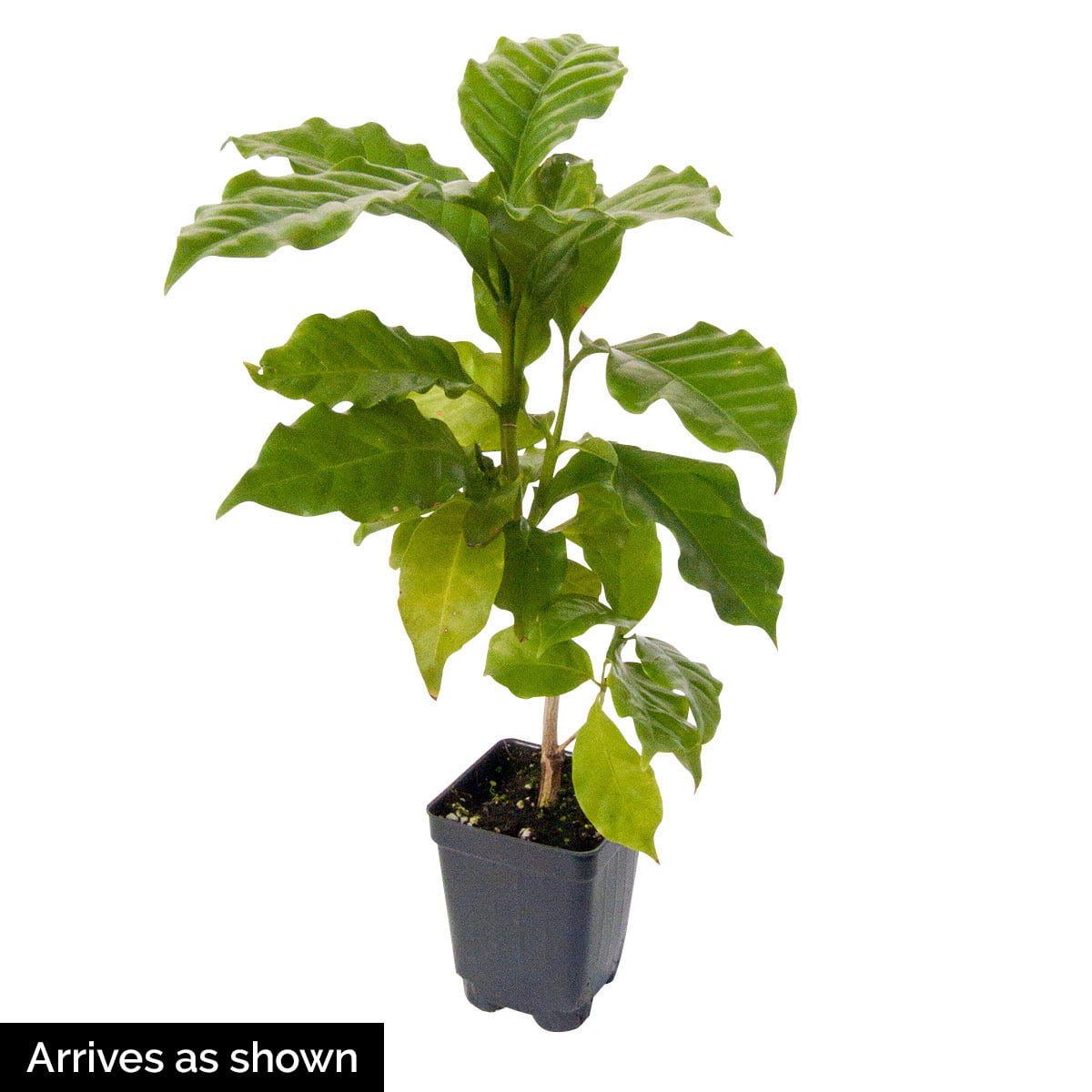 3 in. Pot Dwarf Pacas Coffee Tree， Live Tropical Plant， White Flowers Followed by Black Fruit (1-Pack)