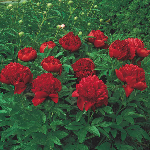 Felix  Peony Dormant Bare Root Starter Perennial Plant (1-Pack)