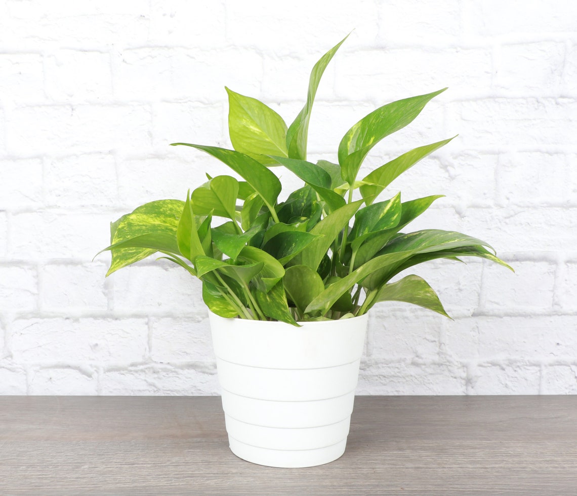 Live Golden Pothos Plant - 6