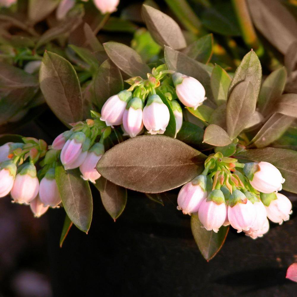 national PLANT NETWORK 2.25 Gal. Sunshine Blue Blueberry Plant HD7067