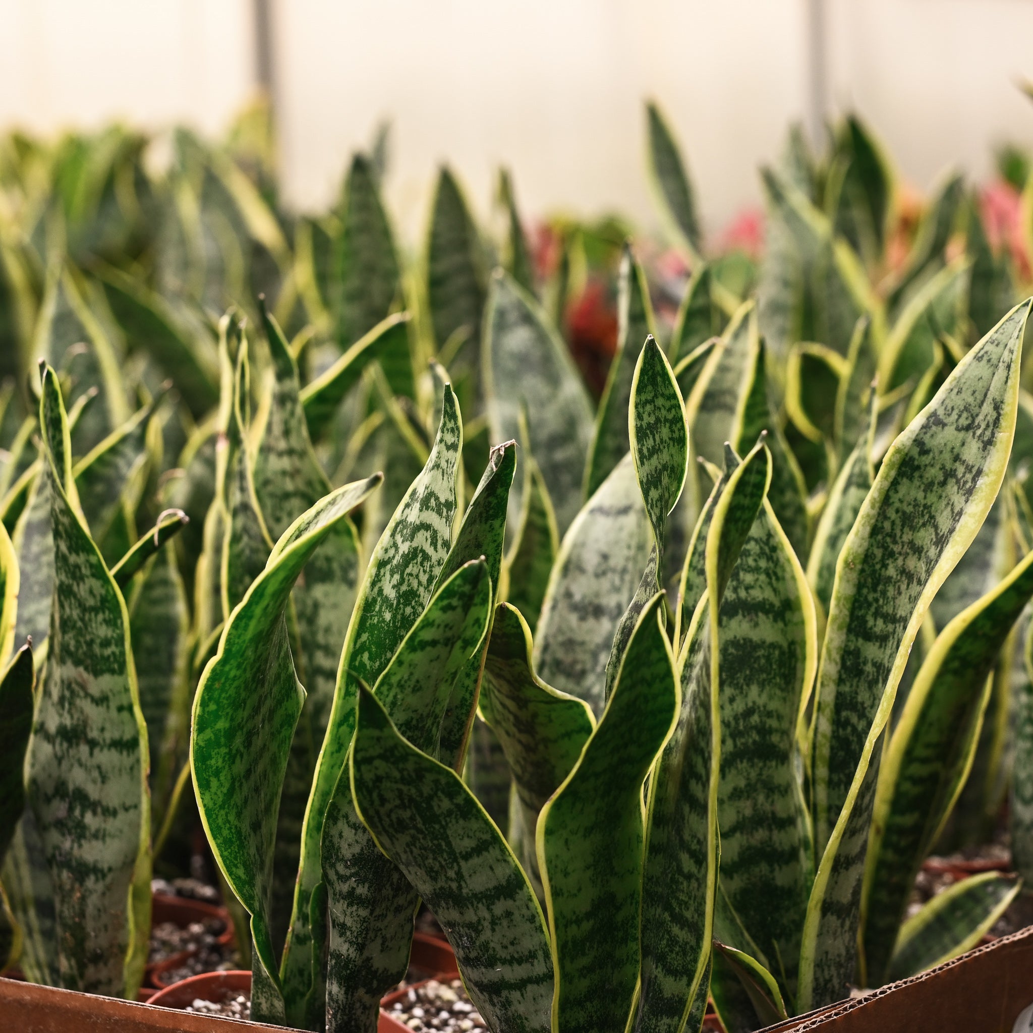 Live Variegated Snake Plant - Sansevieria Laurentii - 4