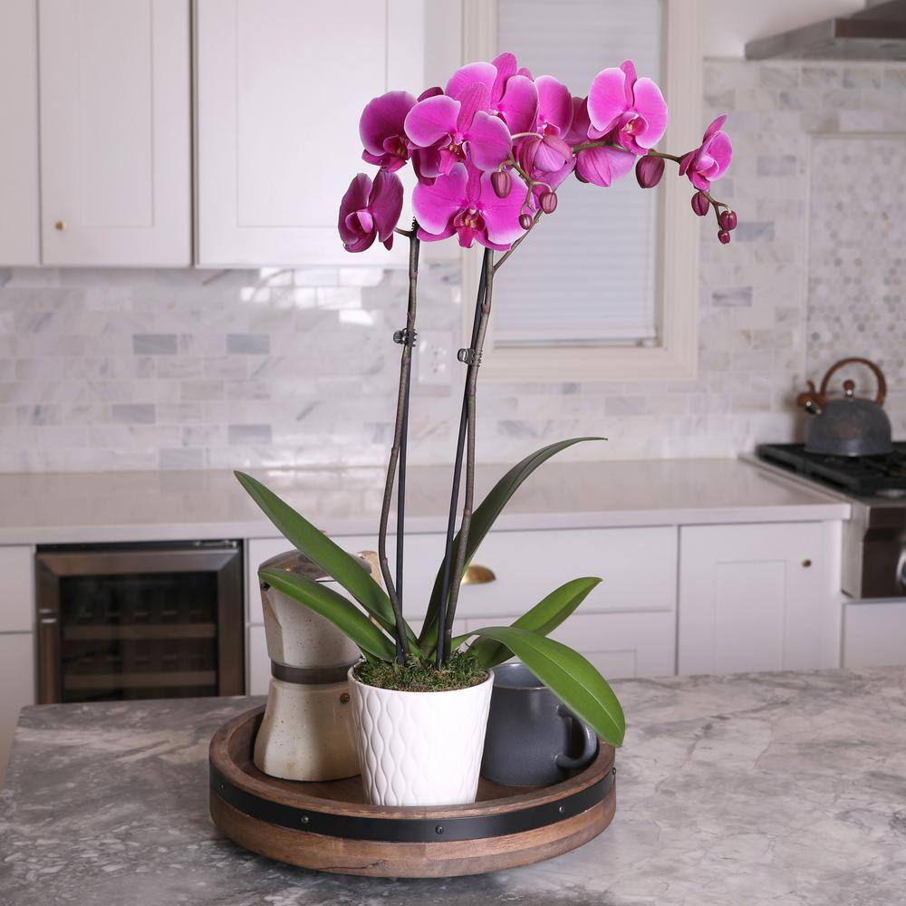 Just Add Ice Premium Orchid (Phalaenopsis) Purple Plant in 5 in. White Ceramic Pottery J5011