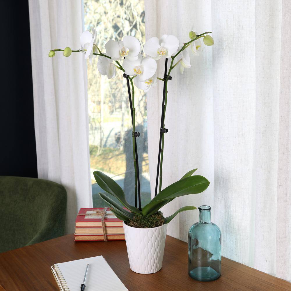 Just Add Ice Premium Orchid (Phalaenopsis) White with Yellow Throat Plant in 5 in. White Ceramic Pottery J5009