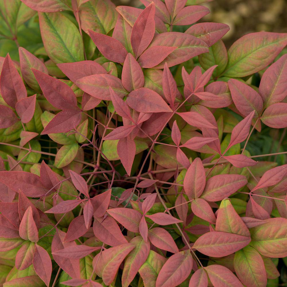 SOUTHERN LIVING 1.5 Gal. Blush Pink Nandina Live Evergreen Shrub Pink to Red Blushing Foliage 43072