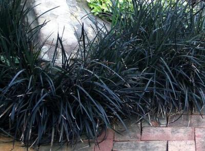 Classy Groundcovers - Ophiopogon planiscapus 'Arabicus'  {25 Pots - 3 1/2 inch Square}