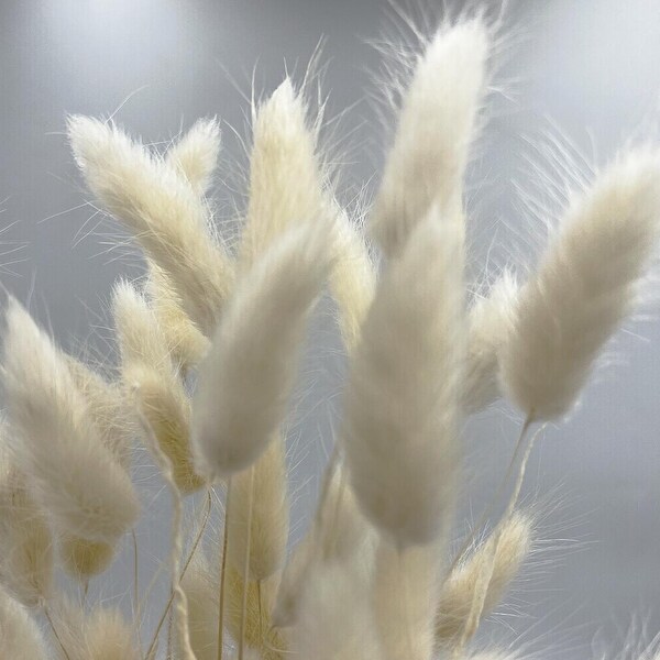 Bundle of 4 Bunch Dried Bunny Tails Grass2024 apx 1 oz