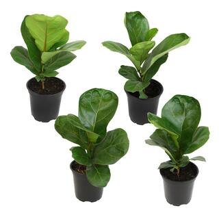 ALTMAN PLANTS 4.25 in. FICUS LYRATA - Fiddle Leaf Fig Houseplants (4-Pack) 0872473