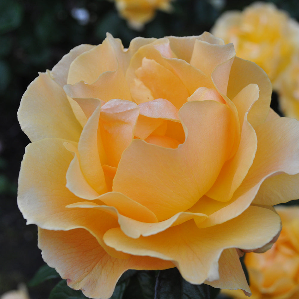 Heirloom Roses Yellow Rose Bush - Easy Going™ Shrub Rose - Live Plants For Outdoors