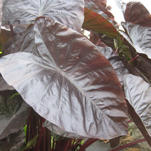 Royal Hawaiian Black Coral Elephant Ear