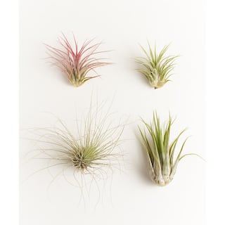 Shop Succulents Assorted Air Plant (4-Pack) 4-AIRP-ASSORT-MED