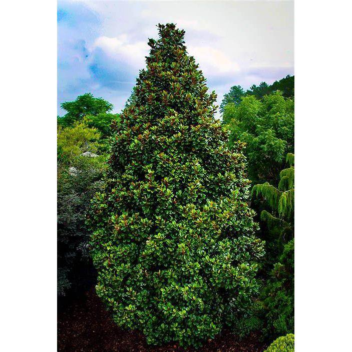 7 Gal. Teddy Bear Southern Magnolia Evergreen Tree MAGTED07G