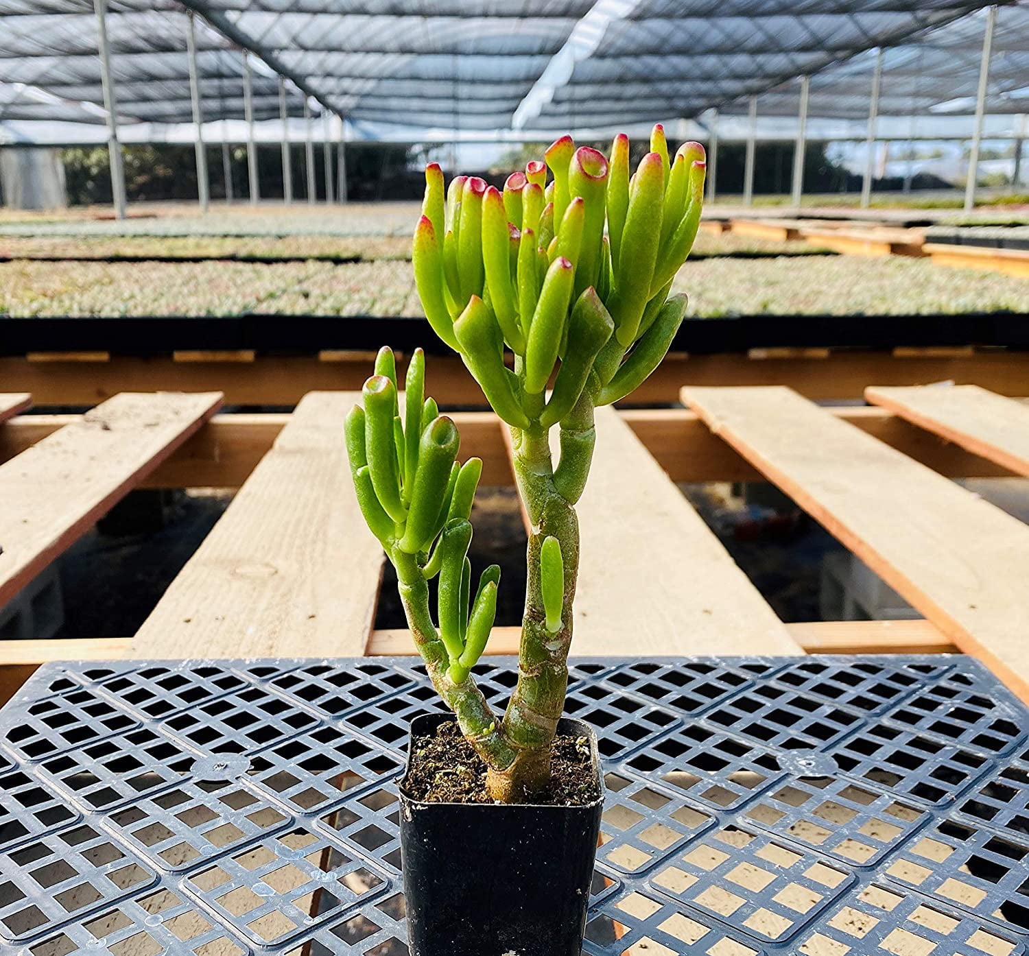 Crassula Ovata Gollum Jade Tree Succulent Plant Fingering Jade Plant 5inch to 6inch Fully Rooted in 2” Planter