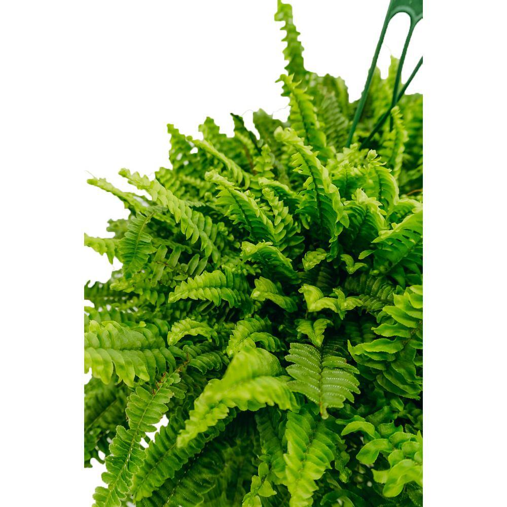 Vigoro 8 in. Hanging Fern Plant in Grower Pot 12180