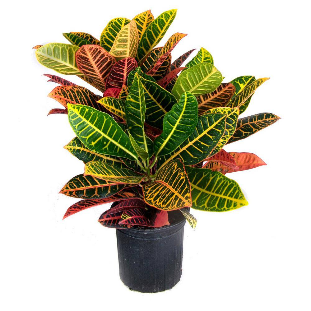 BELL NURSERY 2 Gal. Croton Live Indoor House Plant in 10 in. Nursery Pot CROTN10AST1PK