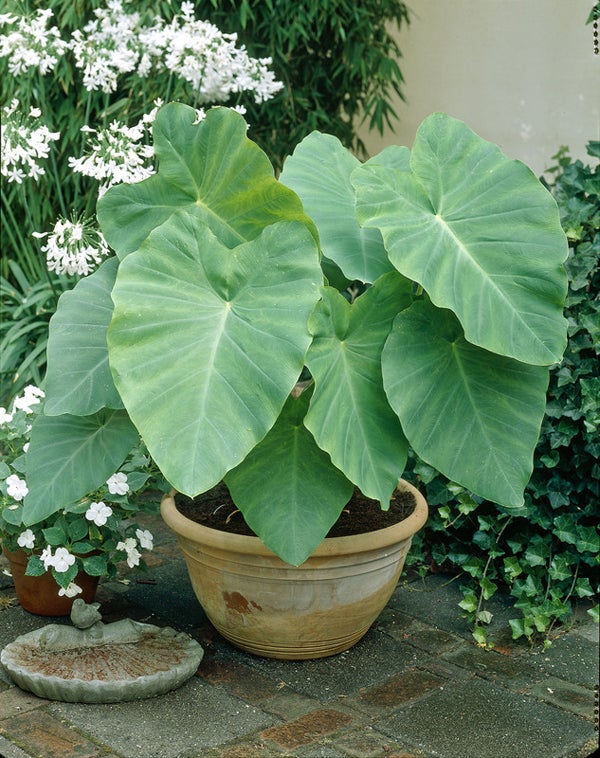 Upright Jurassic Elephant Ear Giant Premium Caladium Bulbs