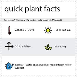 BLOOMIN' EASY 1 Gal. Beekeeper Bluebeard (Caryopteris) Live Shrub Blue Flowers DGCY4213