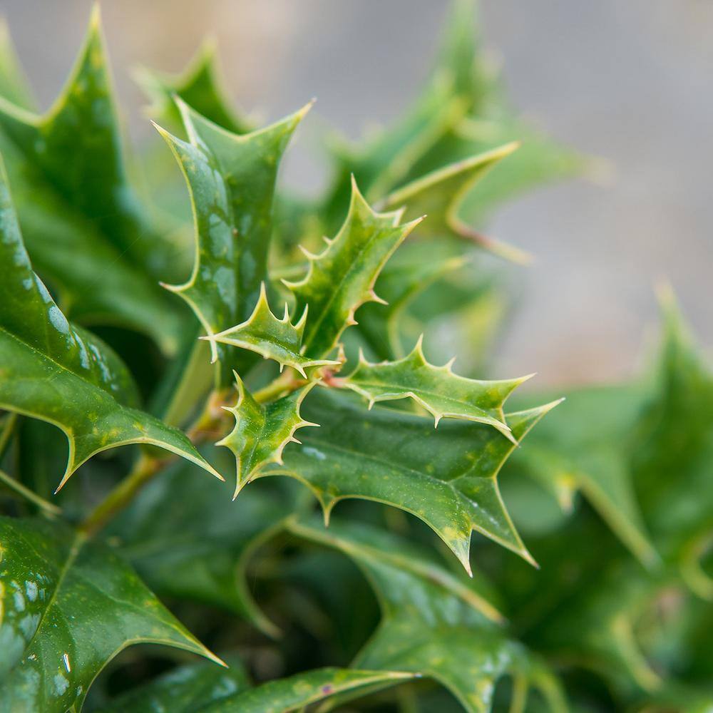 Perfect Plants 2-3 ft. Tall Oak Leaf Holly Shrub in Grower's Pot Bright Red Berries in Winter THD00541