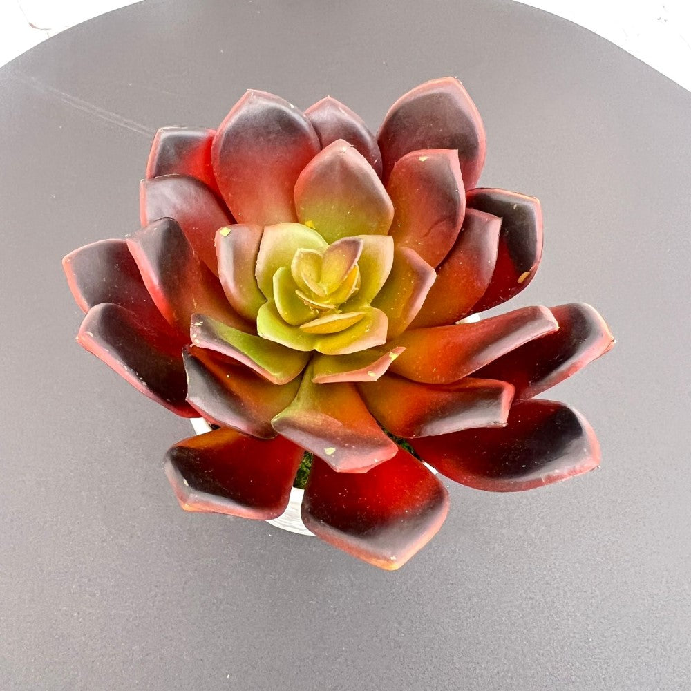 Beautiful Succulent in Ceramic Pot - Artificial