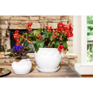 Paddock Home  Garden Ivy League 9 in. W x 8 in. H White Ceramic Planter with Saucer 521384