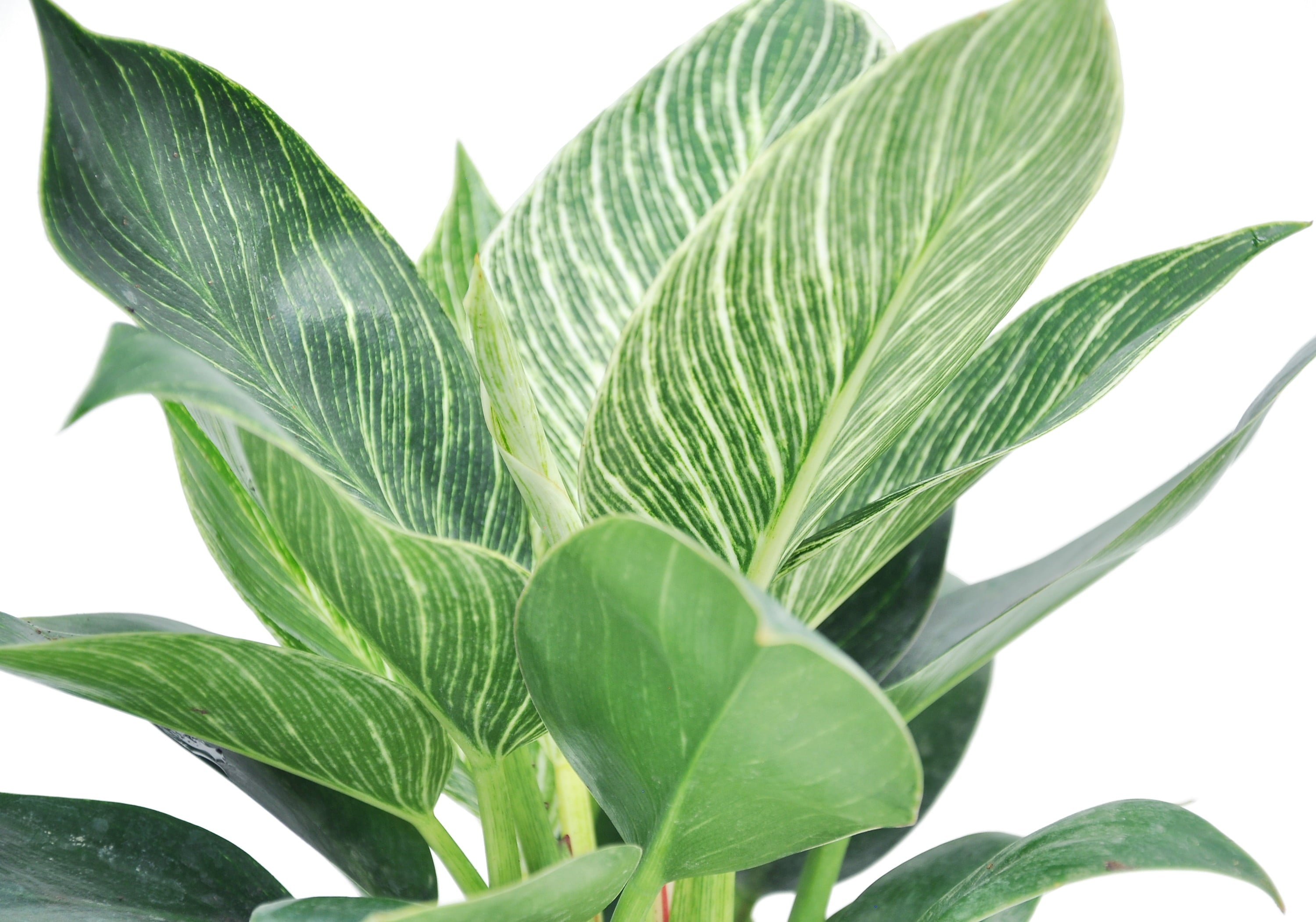 Costa Farms Live Indoor 12in. Tall Green Philodendron 'Birkin'; Medium， Indirect Light Plant in 6in. Ceramic Planter