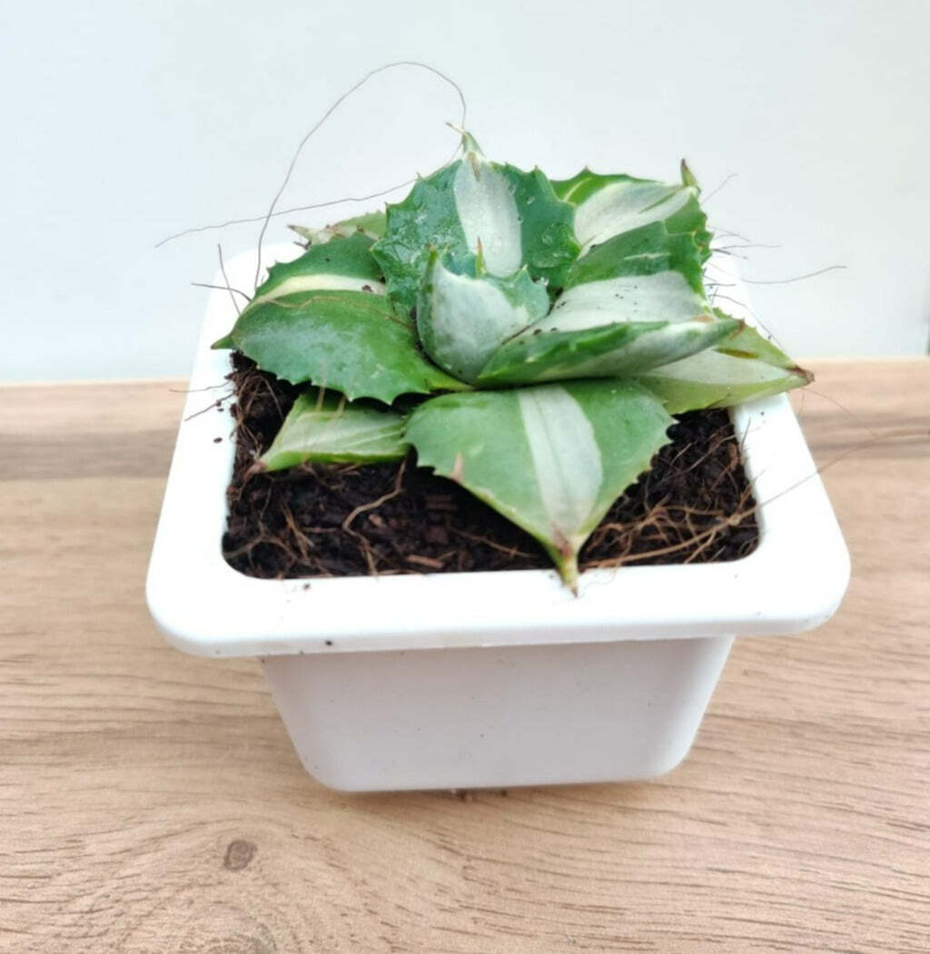 Agave Tropicana Small Succulent Plant