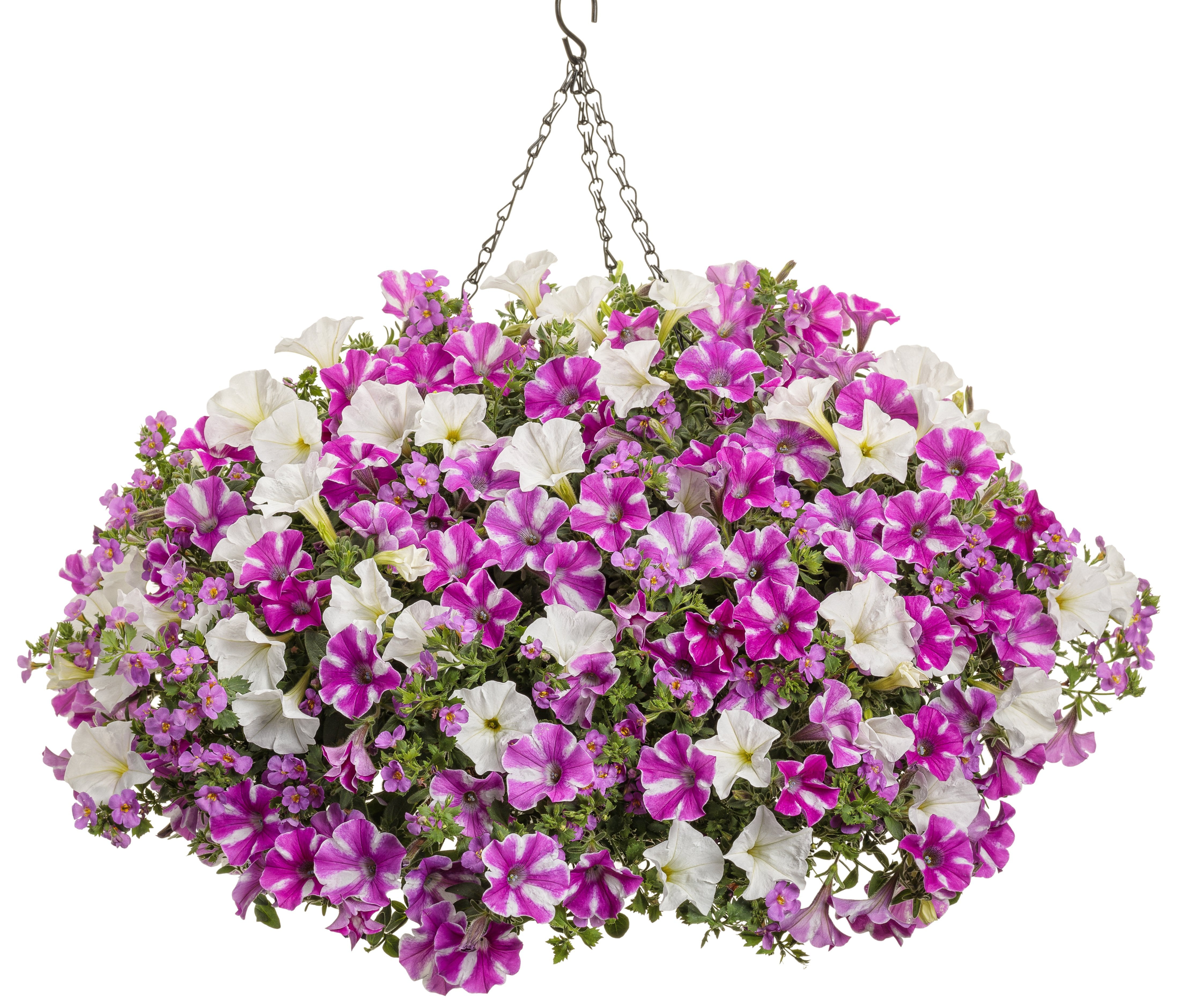 4.25 in. Eco+Grande， Supertunia Raspberry Rush (Petunia) Live Plant， Raspberry Pink and White Flowers (4-Pack)