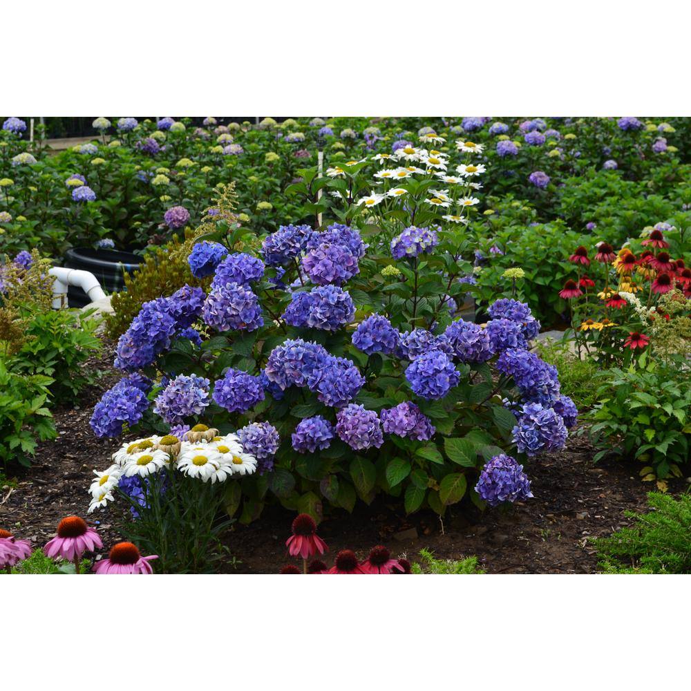 Endless Summer 3 Gal. BloomStruck Reblooming Hydrangea Flowering Shrub Blue or Purple Flowers HYDGA3MBS1PK