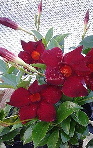 Mandevilla Tropical Plant， Garden Crimson Red Flower， 3 Inch Pot