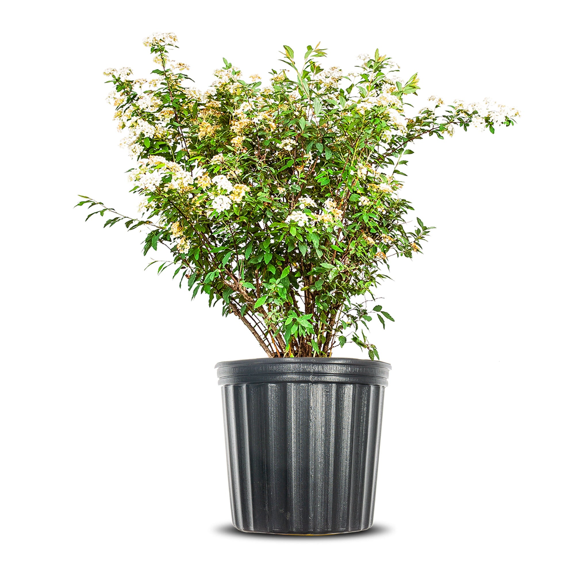 Cricket's Nursery 3 Gal. Bridal Wreath Spirea Cascades of White Blooms Live Plant