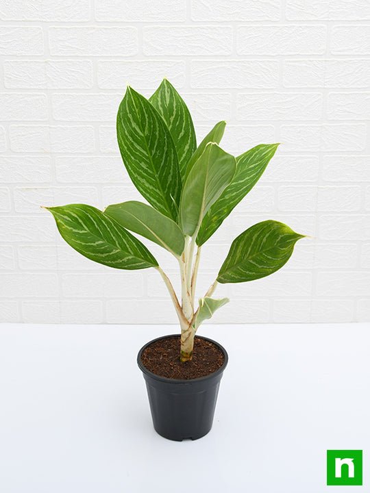 Aglaonema Stripes - Plant