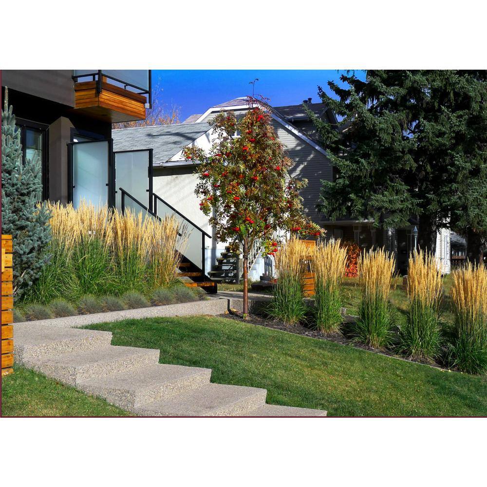 Online Orchards 1 Gal. Karl Foerster Feather Reed Grass GROR016