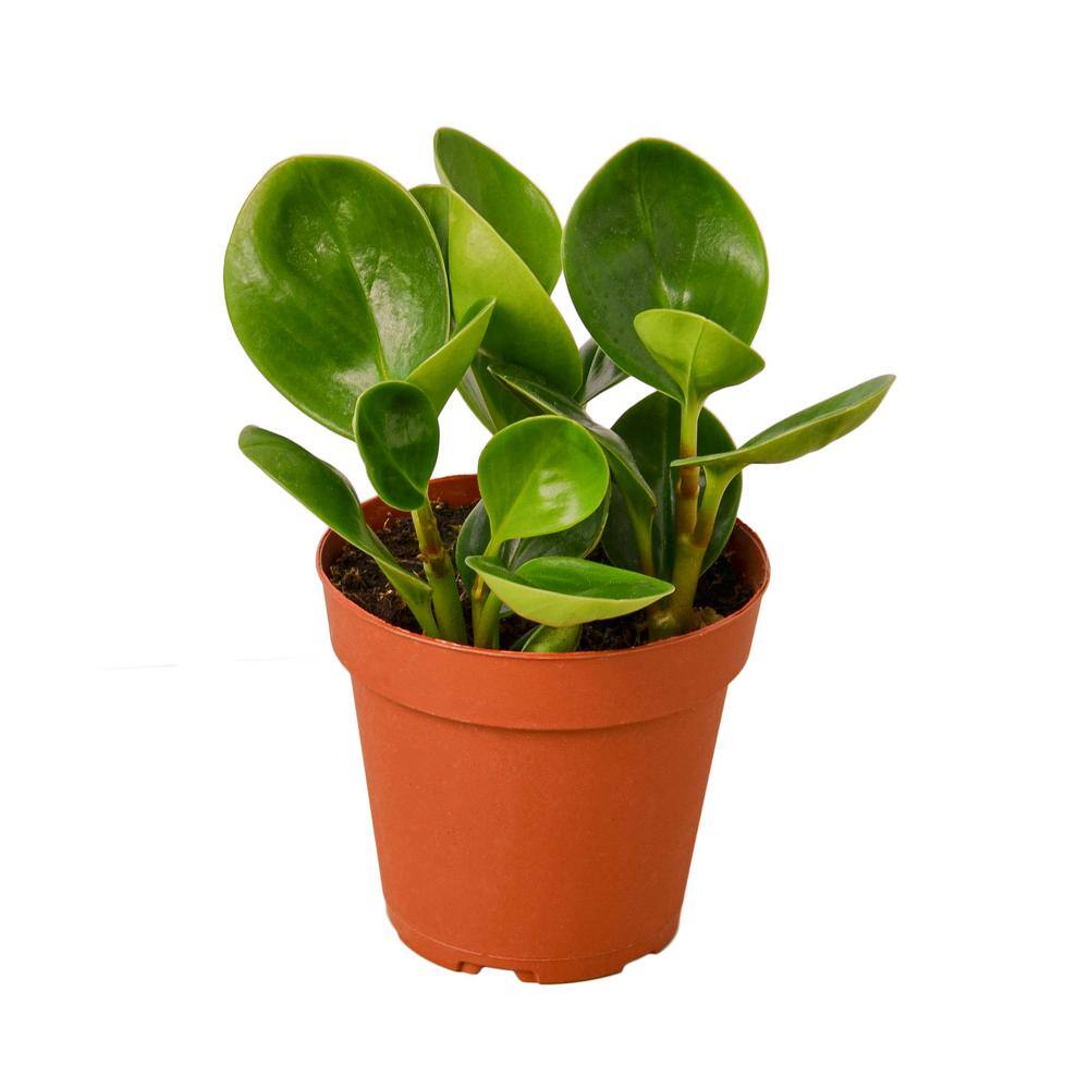 Peperomia Thailand (Peperomia obtusifolia) Plant in 4 in. Grower Pot 4_PEPEROMIA_THAILAND