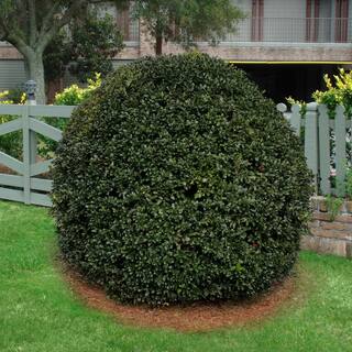 national PLANT NETWORK 2.25 Gal. Holly Nellie R. Stevens Shrub HD7146