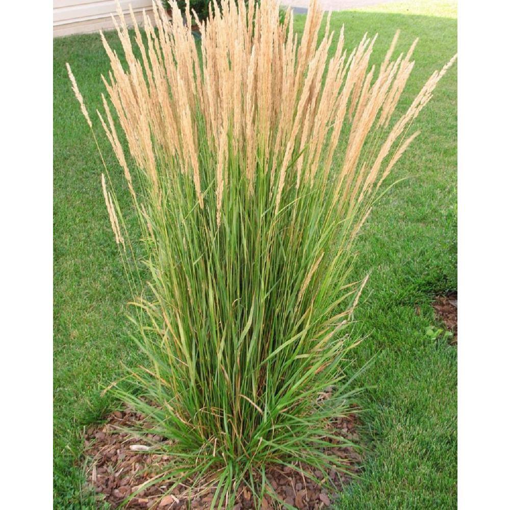 Online Orchards 1 Gal. Avalanche Feather Reed Grass - Lovely Tall Variegated Ornamental Grass Perfect for Borders and Accents GROR001