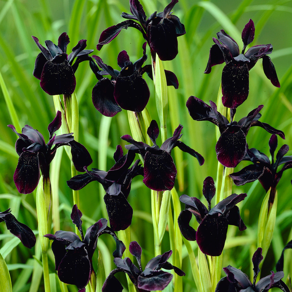 Van Zyverden Iris Black Chrysographes Set of 3 Bulbs Black Part Sun