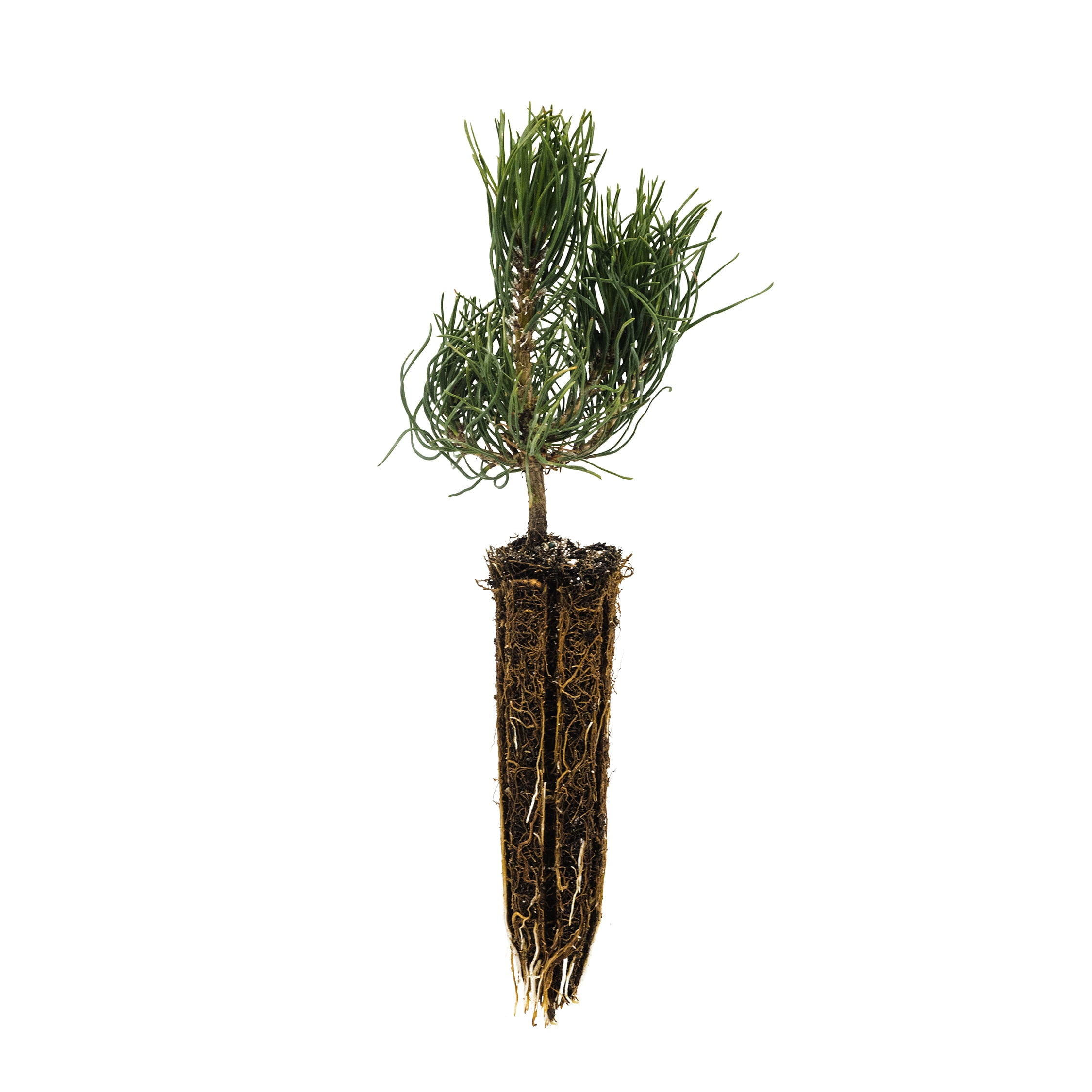 Mugo Pine | Small Tree Seedling | The Jonsteen Company