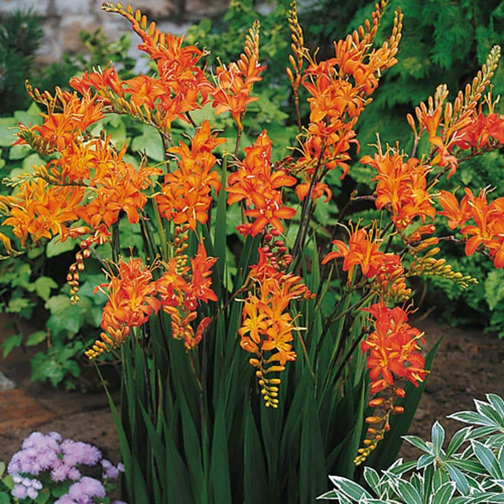 Van Bourgondien Crocosmia Masoniorum Summer Flowering Bulb Mixture (25-Pack) 90300