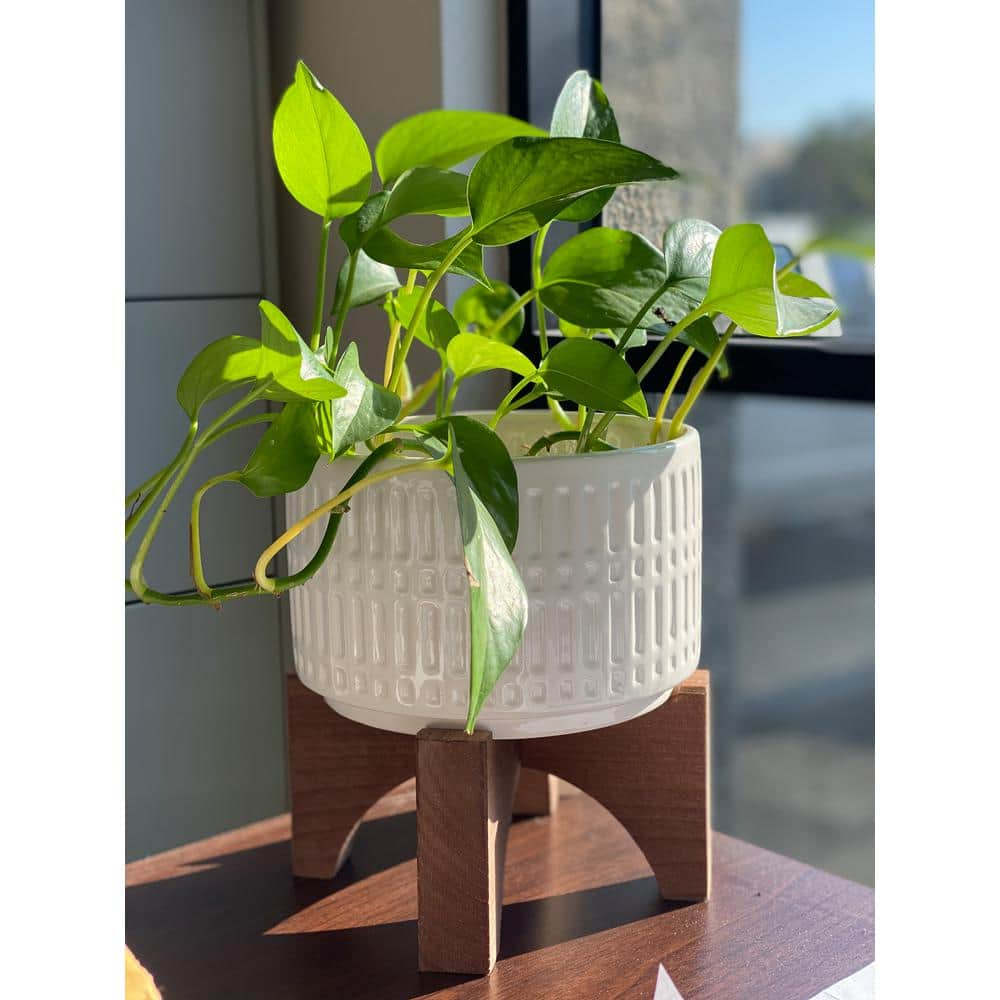 Vigoro 7.5 in. Corrine Small White Ceramic Planter (7.5 in. D x 8.1 in. H) with Wood Stand EM1910-WH