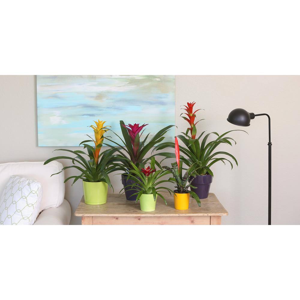 Costa Farms Grower's Choice Bromeliad Indoor Plant in 6 in. Grower Pot Avg. Shipping Height 1-2 ft. Tall (2-Pack) CO.BRO6GP2PK