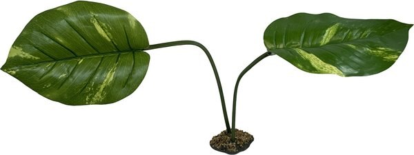 Komodo Jumbo Guiana Terrarium Plant