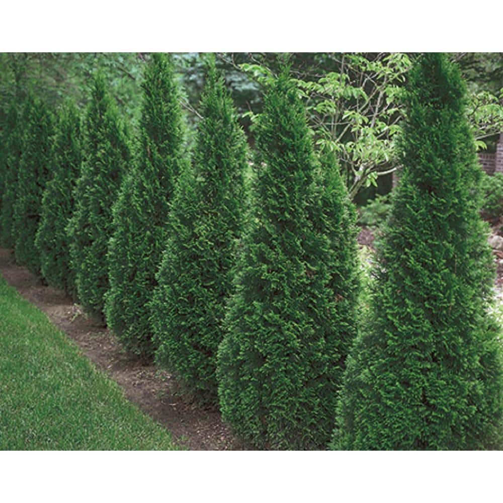 BELL NURSERY 3 Gal. Emerald Green Arborvitae (Thuja) Live Evergreen Shrub THUJA3SGD1PK