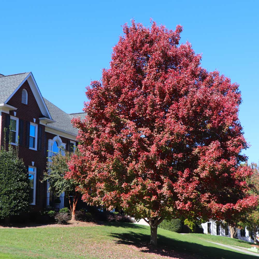 October Glory Red Maple Tree