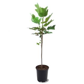 1 Gal. Tulip Poplar Deciduous Tree POPTUL01G