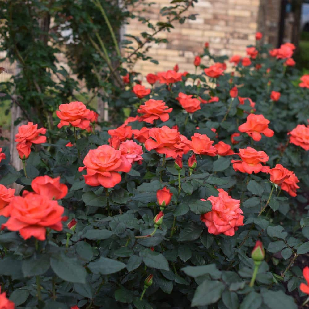 My Bouquet 2 Gal. Ring of Fire Rose with Coral-Orange Flowers 17432