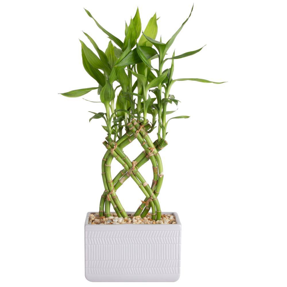 Costa Farms Grower's Choice Braided Lucky Bamboo Indoor Plant in 5.5 in. Gray Sqaure Ceramic Pot Avg. Shipping Height 7 in. Tall BAMWVBRGALBLKSQ