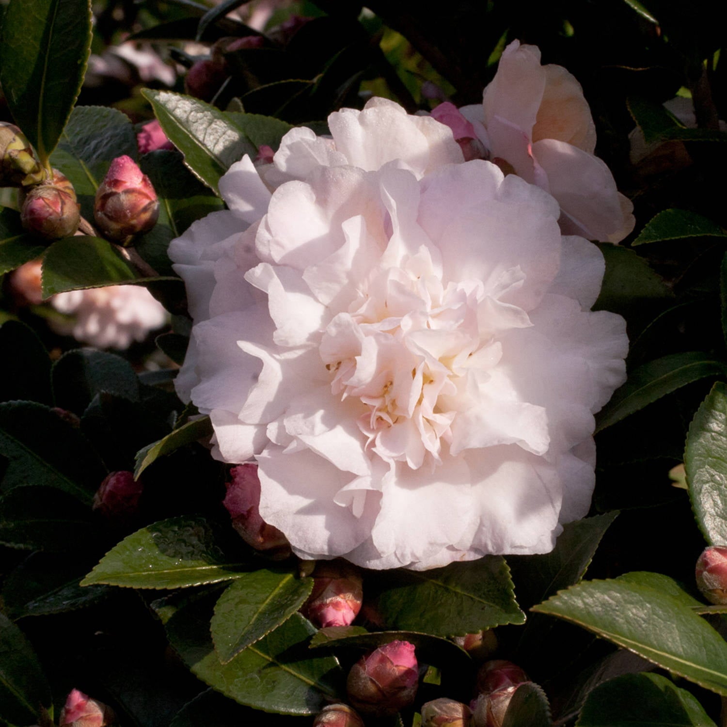 October Magic Dawn Camellia (2 Gallon) Flowering Evergreen Shrub with Pink and White Blooms - Full Sun to Part Shade Live Outdoor Plant - Southern Living Plant Collection