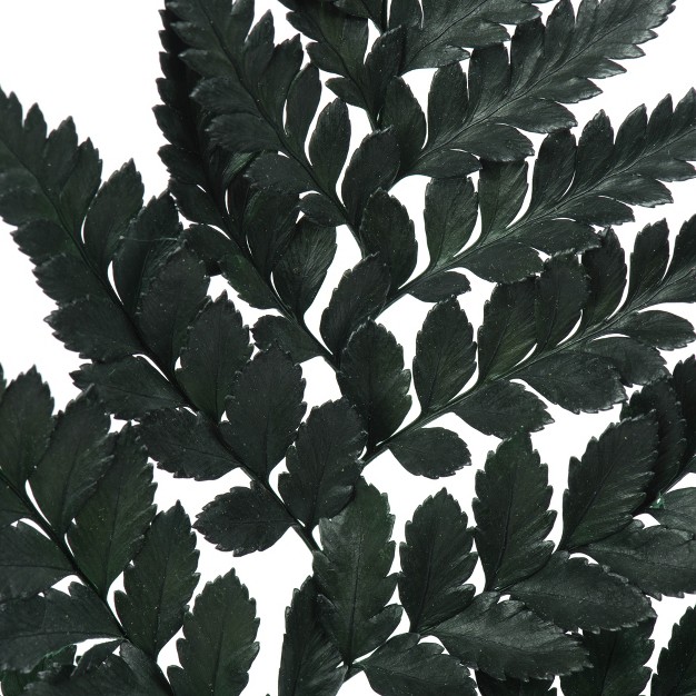 Fern Green Fern-leatherleaf， 6 Stems， Preserved