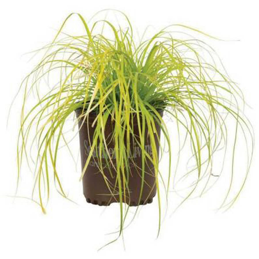 EverColor Everillo Carex 'Sedge' (2.5 Quart) Brightly Colored Perennial Grass with Yellow Foliage - Part Sun to Shade Live Outdoor Plant - Southern Living Plant Collection